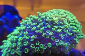 Alveopora Coral Thumbnail