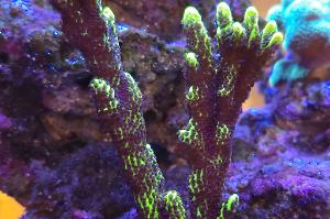 Montipora confusa Thumbnail