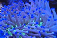 Plate Coral, Long Tentacle