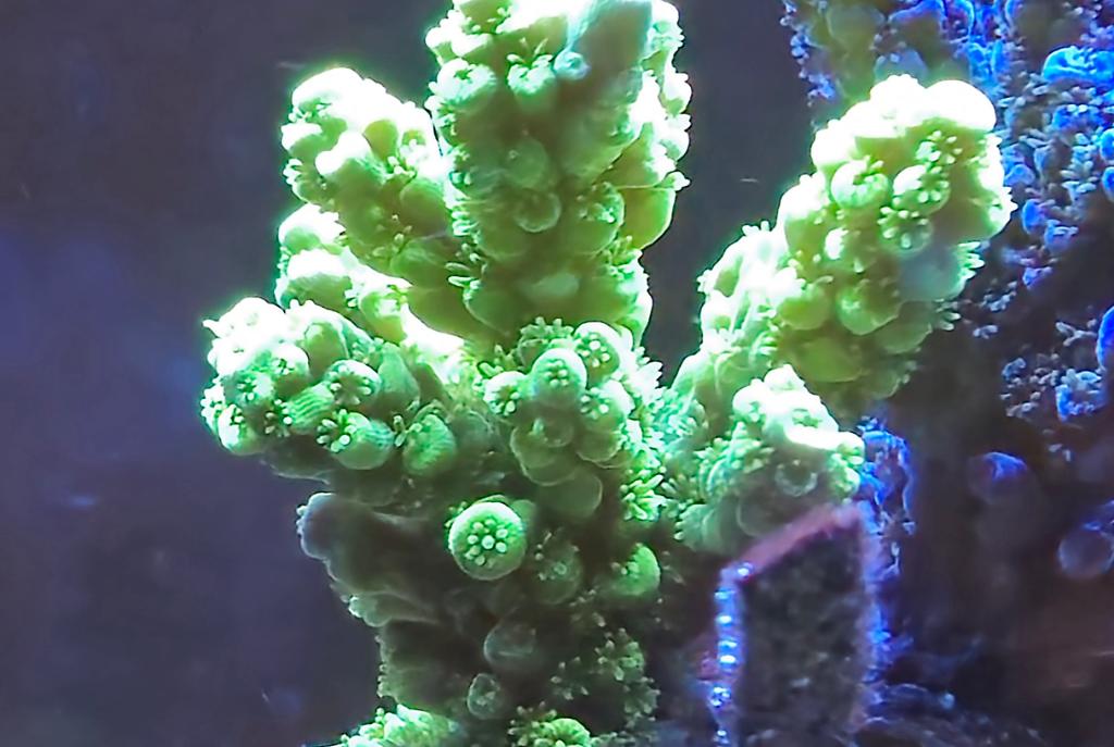 Acropora Borealis