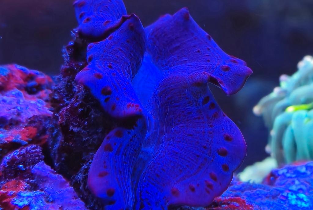 Maxima Clam