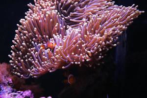 Ocellaris Clownfish Thumbnail