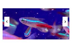 Neon Tetra Thumbnail