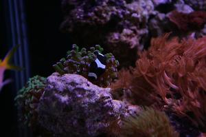 Saddleback Clownfish Thumbnail