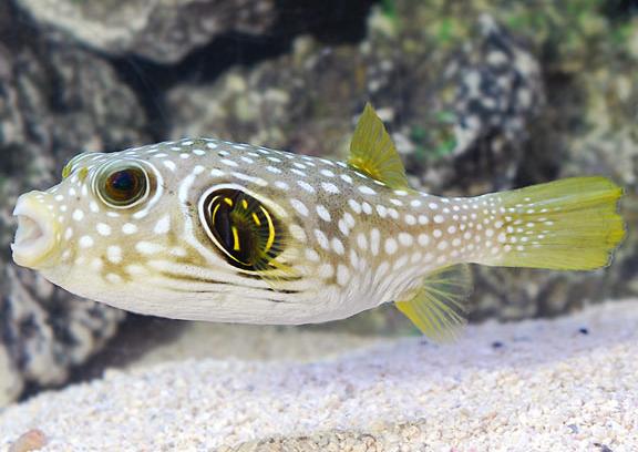 Stars & Stripes Puffer