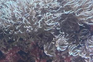 Purple Star Polyps Thumbnail