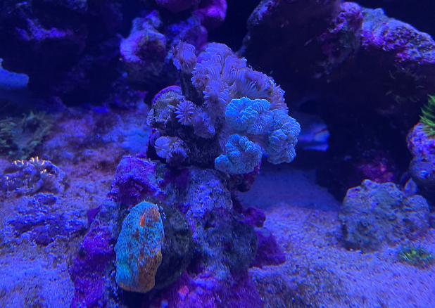 Blue Trumpet Coral