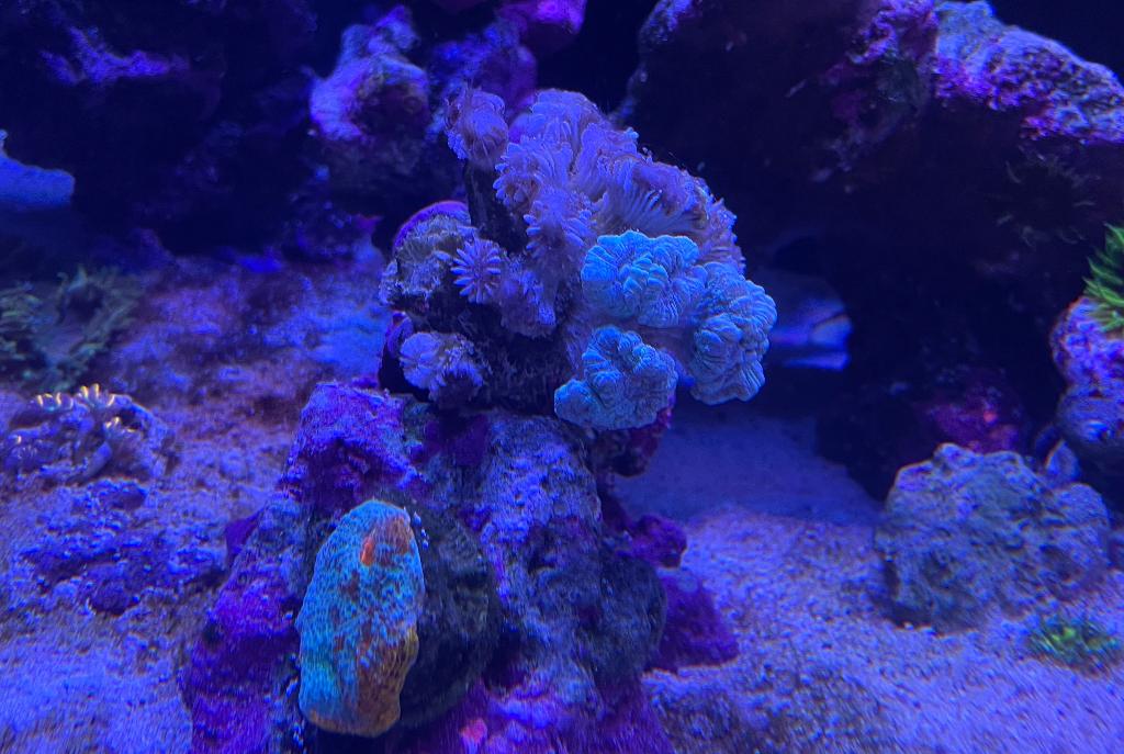 Blue Trumpet Coral