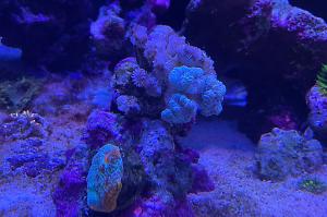 Trumpet Coral Thumbnail