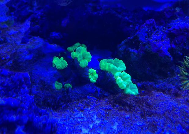 Trumpet Coral