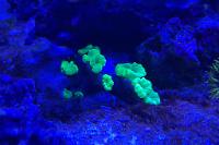 Trumpet Coral Thumbnail