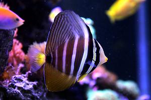 Sailfin Tang Thumbnail