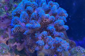 Pocillopora Green Thumbnail