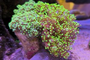 Yaeyamaensis Golden and Green Frogspawn Thumbnail