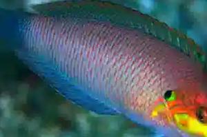 Moyer’s Leopard Wrasse Thumbnail