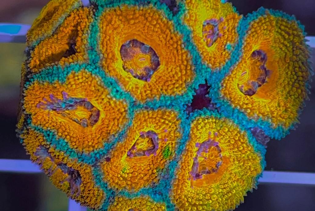 Orange and blue acan