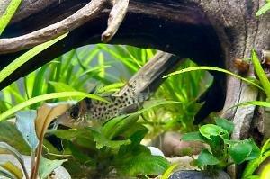 Black Fin Cory Thumbnail