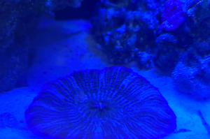 Short Tentacle Plate Coral Thumbnail