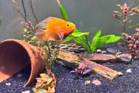 Blood Parrot Cichlid  Thumbnail