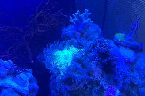 Elegance Coral Thumbnail