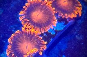 Bam Bam Zoanthid Thumbnail