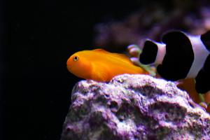 Clown Goby Yellow Thumbnail