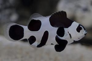 Black Storm Clownfish Thumbnail