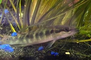 Common Pike Cichlid