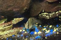 Keyhole Cichlid Thumbnail