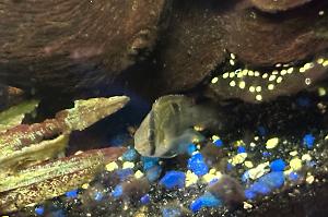 Keyhole Cichlid