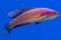 McKosker’s Flasher Wrasse Thumbnail