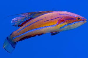 McKosker’s Flasher Wrasse Thumbnail