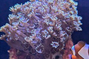 Flower Pot Coral - Alveopora Thumbnail