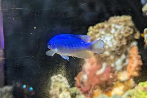 Neon Damselfish Thumbnail