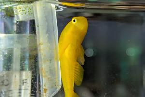 Yellow Clown Goby Thumbnail