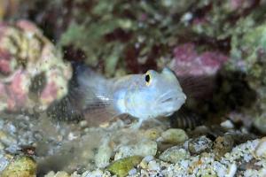 Orange Spotted Goby Thumbnail