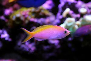 Bartlett's Anthias Thumbnail