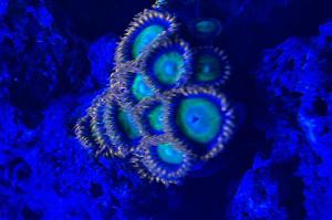 Mandarin Orange Zoa Thumbnail