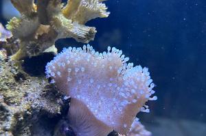 Leather Coral Thumbnail