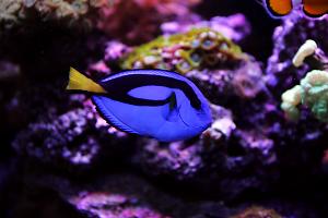 Blue Tang Thumbnail