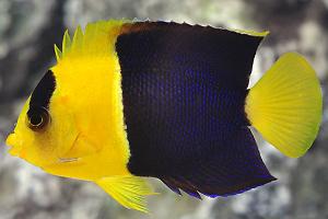 Bicolor Angelfish Thumbnail