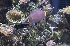 Yellow Banded Possum Wrasse Thumbnail