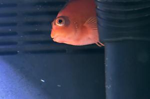 Flame Hawkfish Thumbnail