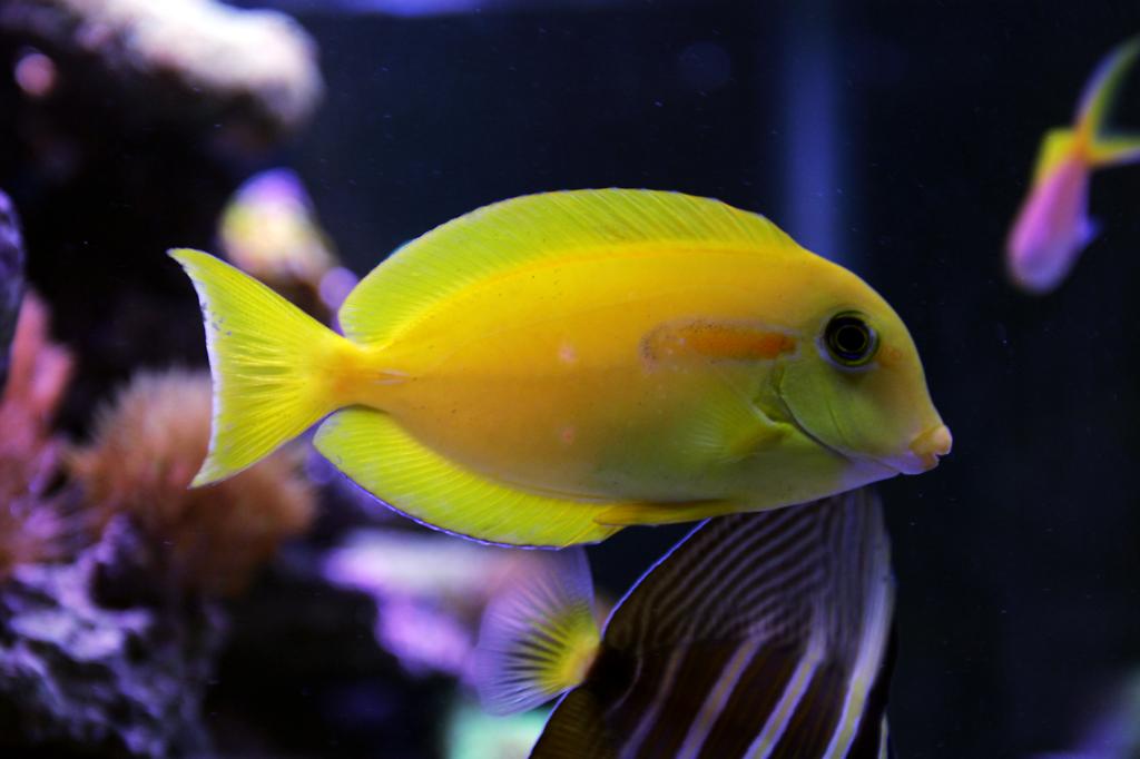 Orangeshoulder Tang / Acanthurus olivaceous 53