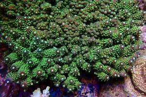 BC Bonsai humilis - nice, large frag Thumbnail