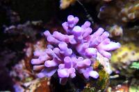 Reef Nation purple turaki - very nice, huge frag - back wall  Thumbnail