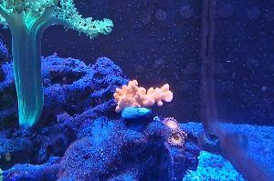 Montipora Setosa Thumbnail