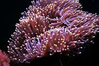 Ritteri Anemone Thumbnail