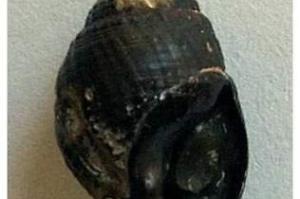 Black Nassarius Snail Thumbnail