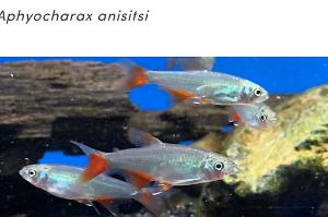 Bloodfin Tetra Thumbnail